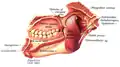 Medial view
