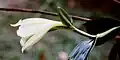 Sobralia macrophylla
