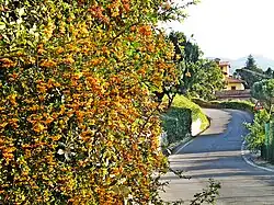 Landscape of Boana