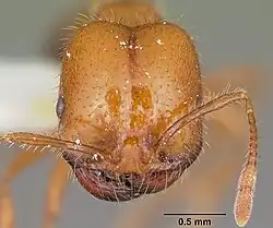 Head