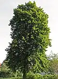 Large-leaved lindens.
