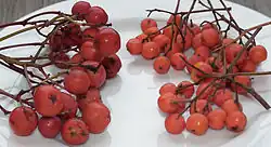 Red globose fruit in two clusters, the left larger than those of the right