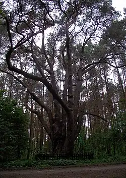 View of the tree