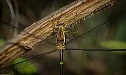 Detail of body