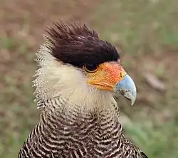 Adult