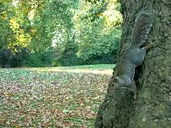Wildlife