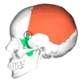 Position of sphenoparietal suture   Parietal bone   Sphenoid bone
