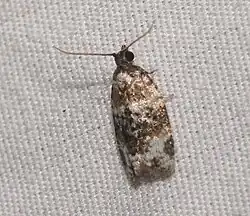 Spheterista huakunana