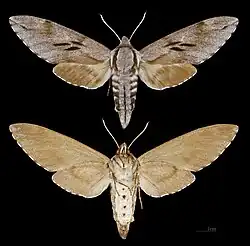 Sphinx pinastri