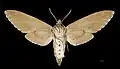 Female underside