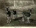 The spotted deer