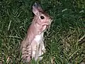 Springhare standing up.