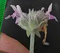Flowering calyxes, woolly, not spinescent