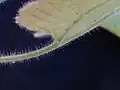 Long hairs