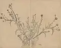 Thistle, pencil and watercolor on cardboard, ca. 1876-1878 (National Museum in Warsaw)