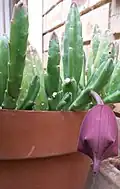 The flower buds of Stapelia leendertziae
