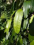 Leaves