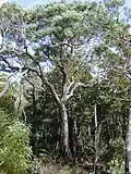 Acacia koa