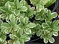 Lengua de vaca (Talinum paniculatum)