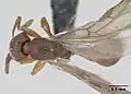 Top-down view of S. westwoodii alate