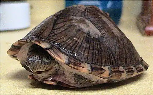 Retracted into shell