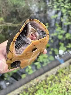 Florida
