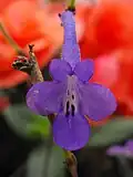 Streptocarpella 'Concord Blue'
