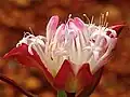Inflorescence of the Australian Pimelea spectabilis