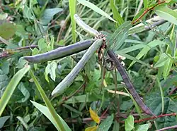 Detail of fruit