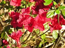 Rhododendron