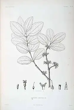 Strychnos unguacha