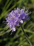 Flowerhead