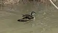 Female