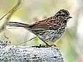 Juvenile bird in August in Maine