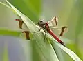 Sympetrum pedemontanum