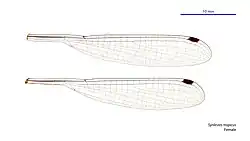 Female wings
