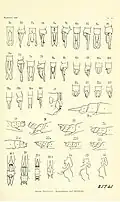 Appendages a dorsal, b profile, 1.Synthemis eustalacta male, 2.Synthemis tasmanica male, 4.Synthemis macrostigma male