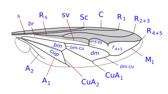 wing veination