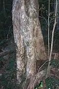 Mature brush cherry at Mount Keira, Illawarra, Australia
