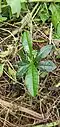 Seedling (Guam)