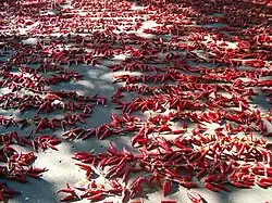 Capsicum fruits in Szeged