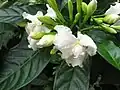 Ornamental pinwheelflower (T. divaricata) cv. 'Plena'