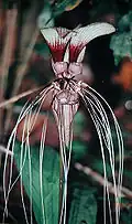Tacca cristata, flowering