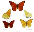 A. n. galba