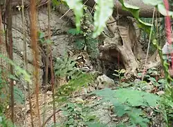 Clouded leopard
