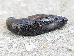 Milacidae (Tandonia budapestensis), the pneumostome is just posterior to the midpoint of the mantle