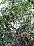 Ruins of Tanjō Castle (10/2008)