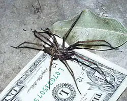 E. atrica can attain a leg span of up to 4 inches (100 mm). This specimen from the USA is approximately 3 inches (76 mm)