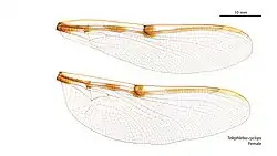 Female wings