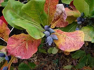 Fruit and foliage
